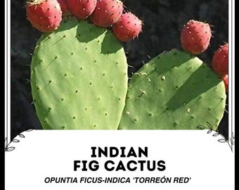 Frutti Del Cactus (chiamati Anche Come L'opunzia Del Fico D'India, Di Opuntia Ficus Indica, Il - Foto 7