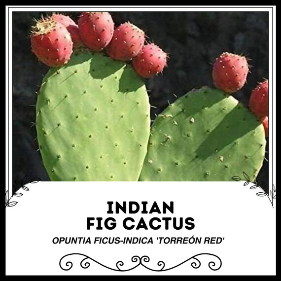 mermaid succulent Euphorbia 'Mermaid Tail' – Cedar Bridge Botanicals