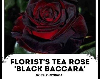 Florist's Tea Rose 'black Baccara' - Rosa X Hybrida - Rare 'plants