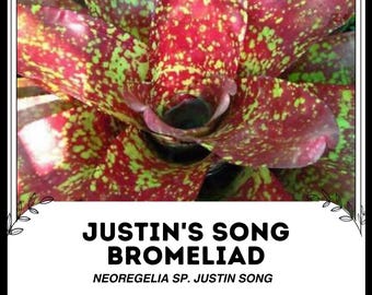 Justin's Song Bromeliad - Neoregelia sp. Justin song - Rare 'Bromeliad' Seeds - Vriesea Hieroglyphica, Red-Green, Painted Feather, Urn Plant