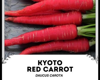 Kyoto röd morot - Daucus carota - Sällsynt kulturarvsgrönsak
