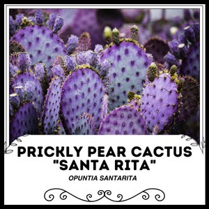 Prickly Pear Cactus "Santa Rita" - Opuntia santarita - Rare 'Cactus' Seeds - Santa Rita prickly pear, Pink-Purple, Purple prickly pear