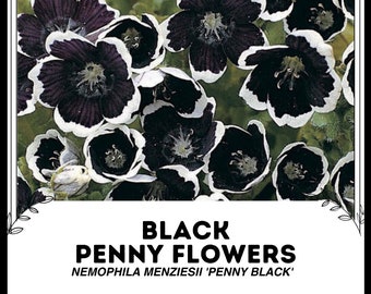 Schwarze Pennyblumen - Nemophila menziesii 'Penny Black' - Seltene 'Pflanzen'samen - Babyblaue Augen, Schwarz-Weiß, Penny Black Nemophila