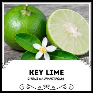 Key Lime - Citrus × aurantiifolia - Rare &#39;Fruit&#39; Seeds - Mexican Lime, Green-White, West Indian Lime, Rutaceae, Bearss Lime, Tahitian Lime