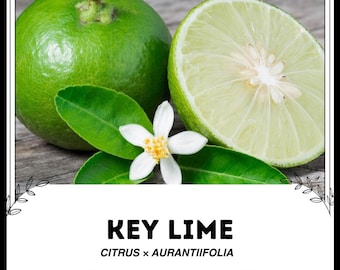 キーライム - Citrus × aurantiifolia - 珍しい「フルーツ」の種子 - メキシカンライム、グリーンホワイト、西インドライム、ミカン科、ベアーズライム、タヒチアンライム