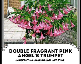 Peut inclure: Un buisson de fleurs d'Angel's Trumpet rose double parfumé avec le texte "DOUBLE FRAGRANT PINK ANGEL'S TRUMPET BRUGMANSIA SUAVEOLENS VAR. PINK" sur un fond blanc.