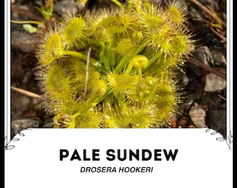 Pale Sundew - Drosera hookeri - Rare 'Carnivorous' Seeds - English Sundew,Dewplant,Drosera tokaiensis,Oblong leaf Sundew,Round leaved Sundew