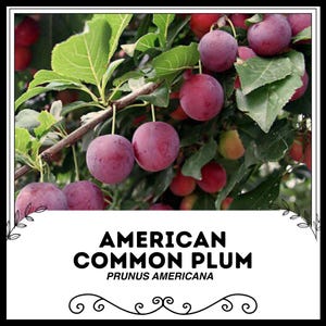 May include: A close-up of a plum tree branch with ripe purple plums. The text "AMERICAN COMMON PLUM PRUNUS AMERICANA" is displayed below the image.