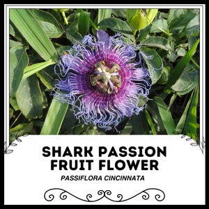 Flor de fruta de la pasión del tiburón - Passiflora Cincinnata - Semillas raras de 'fruta' - Pasiflora roja, Vid de la pasión de la mordida del tiburón, Passiflora coccinea