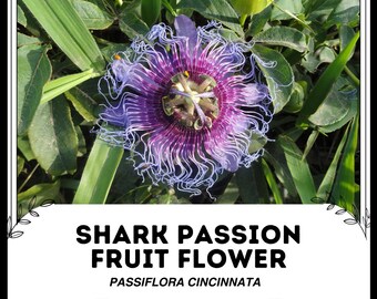 Flor de fruta de la pasión del tiburón - Passiflora Cincinnata - Semillas raras de 'fruta' - Pasiflora roja, Vid de la pasión de la mordida del tiburón, Passiflora coccinea