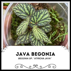 May include: A close-up of a Java Begonia plant with green and white striped leaves. The plant is growing in a pot with moss and is labelled "JAVA BEGONIA BEGONIA SP. "ATRITHA JAVA""