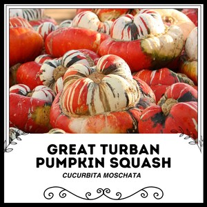 Peut inclure: Gros plan sur un tas de courges potiron turban. Les courges sont un mélange de rayures rouges, blanches et noires. Le texte "GREAT TURBAN PUMPKIN SQUASH CUCURBITA MOSCHATA" est imprimé sur une bannière blanche.