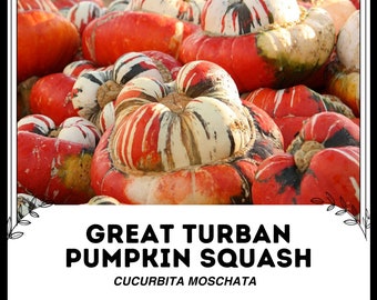 Calabaza de calabaza gran turbante - Cucurbita moschata - Verduras raras de la herencia