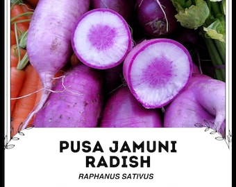Rábano Pusa Jamuni - Raphanus sativus - Vegetal de herencia rara