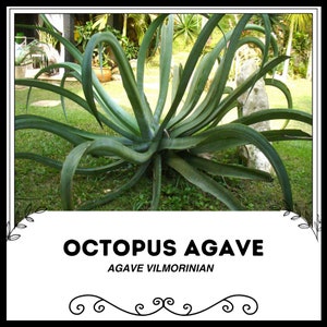 Octopus Agave - Agave vilmorinian - Rari semi &#39;succulenti&#39; - Tentacolo Agave, Verde-Giallo, Kraken Agave, Cefalopodi Agave, Serpent Agave