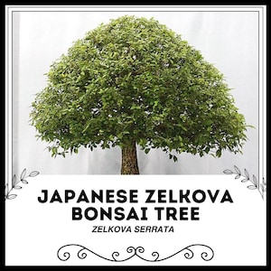 Japanese Zelkova Tree - Zelkova serrata - Rare &#39;Bonsai Tree&#39; Seeds - Japanese Elm Bonsai Tree, Green-Yellow, Keyaki Bonsai Tree, Ulmaceae