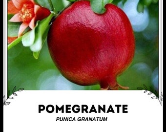 Puede incluir: Imagen de una granada madura, mostrando su color rojo intenso y textura lisa. La fruta está unida a una rama con hojas verdes y una delicada flor naranja. La palabra "POMEGRANATE" se muestra en letras negritas.