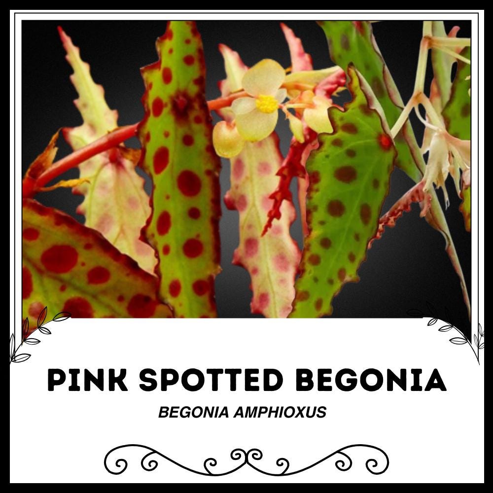 Begonia ferox - Etsy 日本 Begonia ferox - Etsy 日本