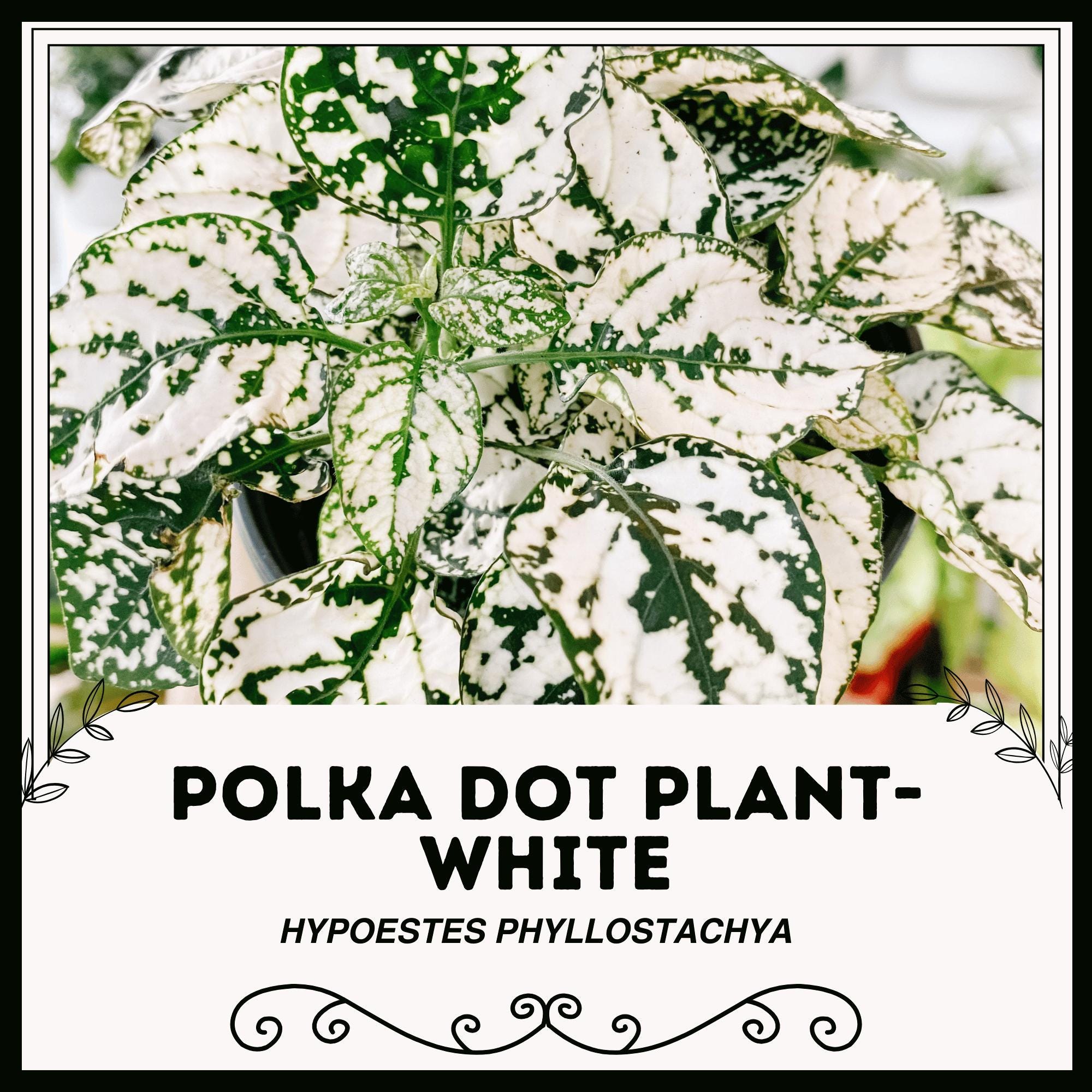 Spotted Philodendron - Etsy Singapore
