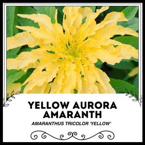 Yellow Aurora Amaranth - Amaranthus tricolor &#39;yellow&#39; - Rare &#39;Plant&#39; Seeds - Yellow Amaranth, Josephs Coat, Fountain Plant,Summer Poinsettia