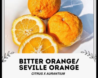 Bitter Orange / Seville Orange - Citrus X aurantium - Rare 'Fruit' Seeds