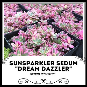 Sunsparkler Sedum &quot;Dream Dazzler&quot; - Sedum rupestre - Rare Succulent Seeds - Stonecrop Sedum, Showy Stonecrop, Succulent Sedum, Dazzleberry