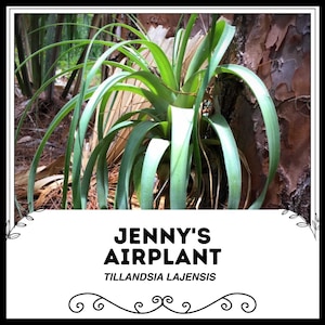 Jenny&#39;s Airplant - Tillandsia lajensis - Zeldzame &#39;Air Plant&#39;-zaden - Tillandsia Xerographica, groen-geel, koning der luchtplanten, veerplant