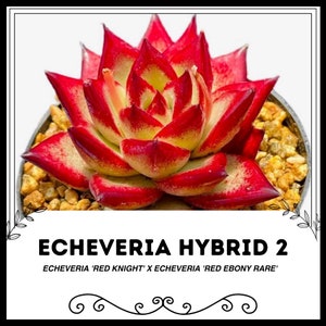 Echeveria Hybrid 2 - Echeveria &#39;Red Knight&#39; X Echeveria &#39;Red Ebony Rare&#39; - Rare &#39;Succulent&#39; Seeds - Red Edge Echeveria, Scarlet Echeveria