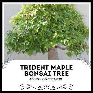 Trident Maple Bonsai Tree - Acer buergerianum - Semillas raras de &#39;Bonsai Tree&#39; - arce de tres dientes, verde-amarillo, encaje de Borgoña, Sapindaceae