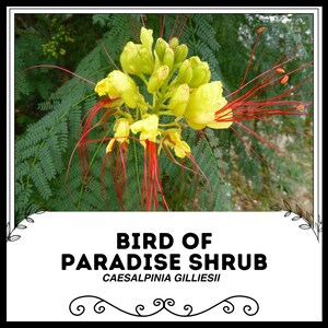 Bird of Paradise Shrub - Caesalpinia gilliesii - Rare &#39;Plant&#39; Seeds - Crane Flower, Yellow-Red, Strelitzia, Peacock Flower, Dwarf Poinciana