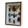 Real Taxidermy Insect Bug Mixed insects Frame -Multiple Products
