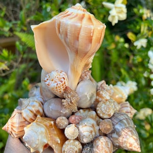 May include: A collection of seashells arranged in a tower shape on a wooden base. The largest shell is a large, brown, and white seashell with a pointed tip. The other shells are smaller and of various colors, including white, brown, and pink.