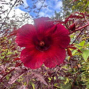 Cranberry Hibiscus Seeds
