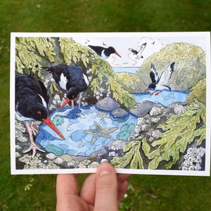 Wildlife-illustratieafdruk, A5-formaat, scholeksters bij een rotspool, aquarelkunst