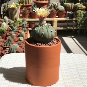2 Pieches Cylinder Terracotta Pot , Terracotta Cactus Pot, Handmade Clay Pot, Succulent Plant Pot, Ceramic Flowerpot, Senecio rowleyanus