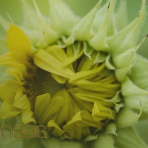 Greetings from Kansas | Kansas Postcard | Peeking Sunflower | Postcard | Print | Art | Kansas | Sunflowers | Mail | Greetings | 4x6 Postcard