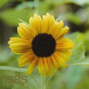 Greetings from Kansas | Kansas Postcard | Full Bloom Sunflower | Postcard | Art | Kansas | Sunflowers | Mail | Greetings | 4x6 Postcard
