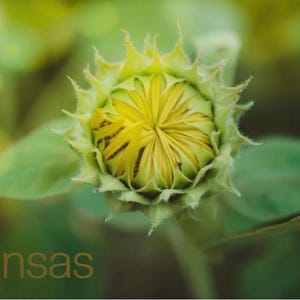Greetings from Kansas | Kansas Postcard | Unfolding Sunflower | Postcard | Art | Kansas | Sunflowers | Mail | Greetings | 4x6 Postcard