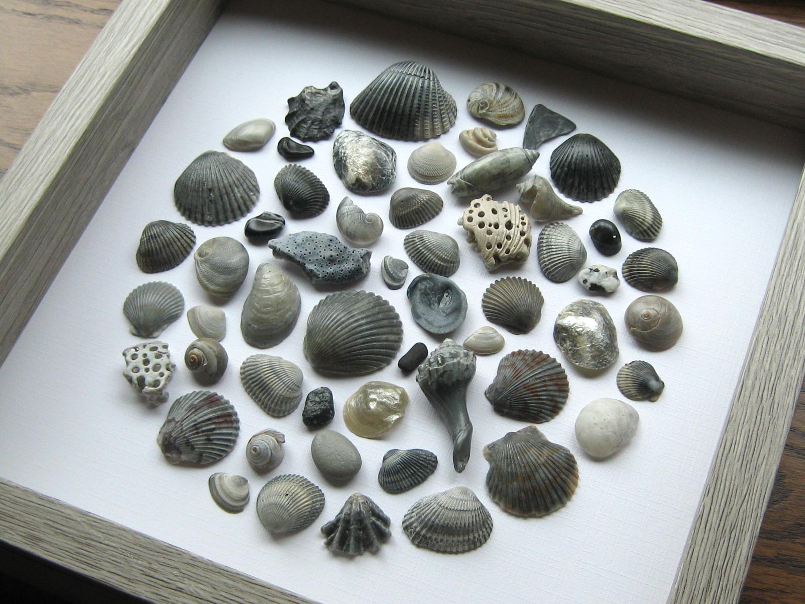 Framed Seashell Art, Coastal Home Decor - Etsy