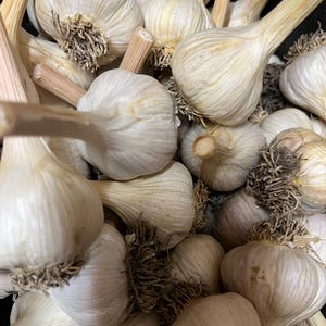 Music Garlic Medium bulbs. 1lb