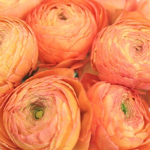 PREORDER Ranunculus Clone Salmon 5 Corms