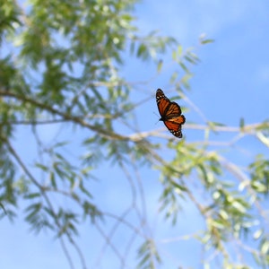 Monarch Butterfly
