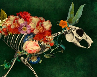 Rabbit Bunny Skeleton Anatomy Floral Flowers Curiosity Cabinet Print Digital Art Surreal  Home Decor Memento Mori Hare
