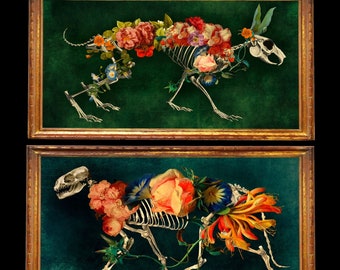 Rabbit Cat Skeleton Anatomy Floral Print Set Flowers Curiosity Cabinet Digital Art Surreal  Home Decor Bunny Hare Memento Mori