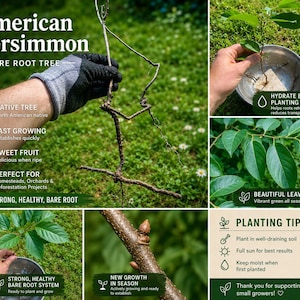 Può includere: Immagine di un albero di cachi americano a radice nuda, con testo che evidenzia la sua origine nativa, la crescita rapida e i frutti dolci. L'immagine include anche consigli per la piantagione e primi piani delle foglie e della nuova crescita.
