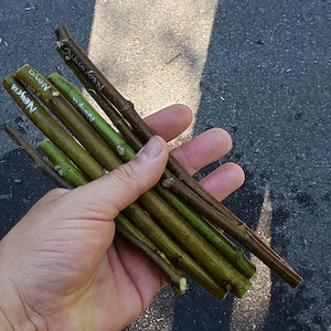 Puede incluir: Un manojo de ramas de árboles recién cortadas, en tonos verdes y marrones, sostenidas en una mano. Algunas ramas tienen la palabra "Negra" escrita en tinta blanca. Las ramas son de diferentes longitudes y grosores.