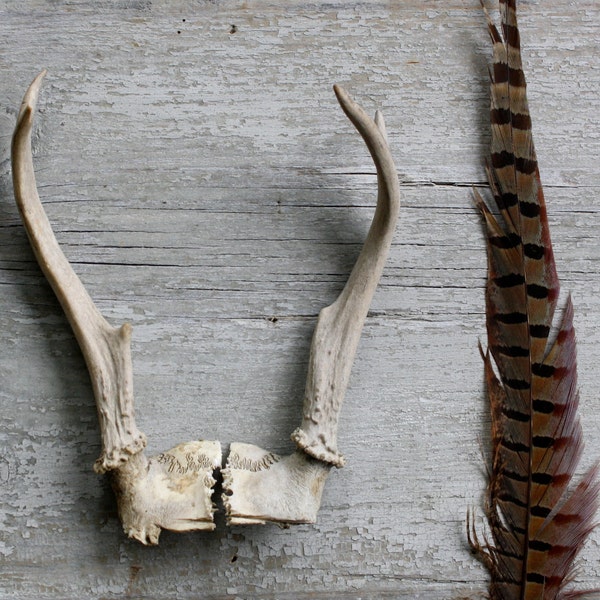 Bleached Deer Antlers -  Separated