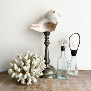May include: A white seashell on a pewter stand, a white coral piece, and two clear glass bottles with black tops.