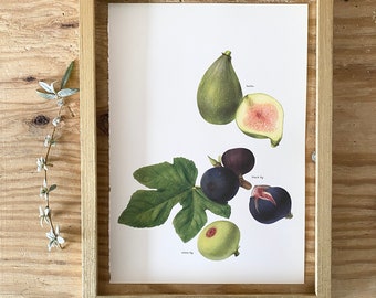 Botanicals - Vintage Prints  - Fig and Olive  - Book Plate  - 1965