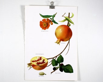 Vintage Print, Pomegranate, Mulberry, Book Plate, 1965, Gallery Wall Art, Botanical Original Book Print, Fruit